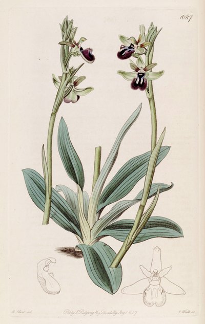 Illustration of Ophrys sphegodes subsp. atrata (as syn. Ophrys atrata) by M. Hart
